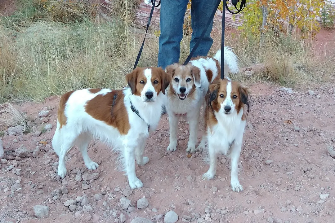 How often do Kooikerhondjes need grooming?, Double Coat