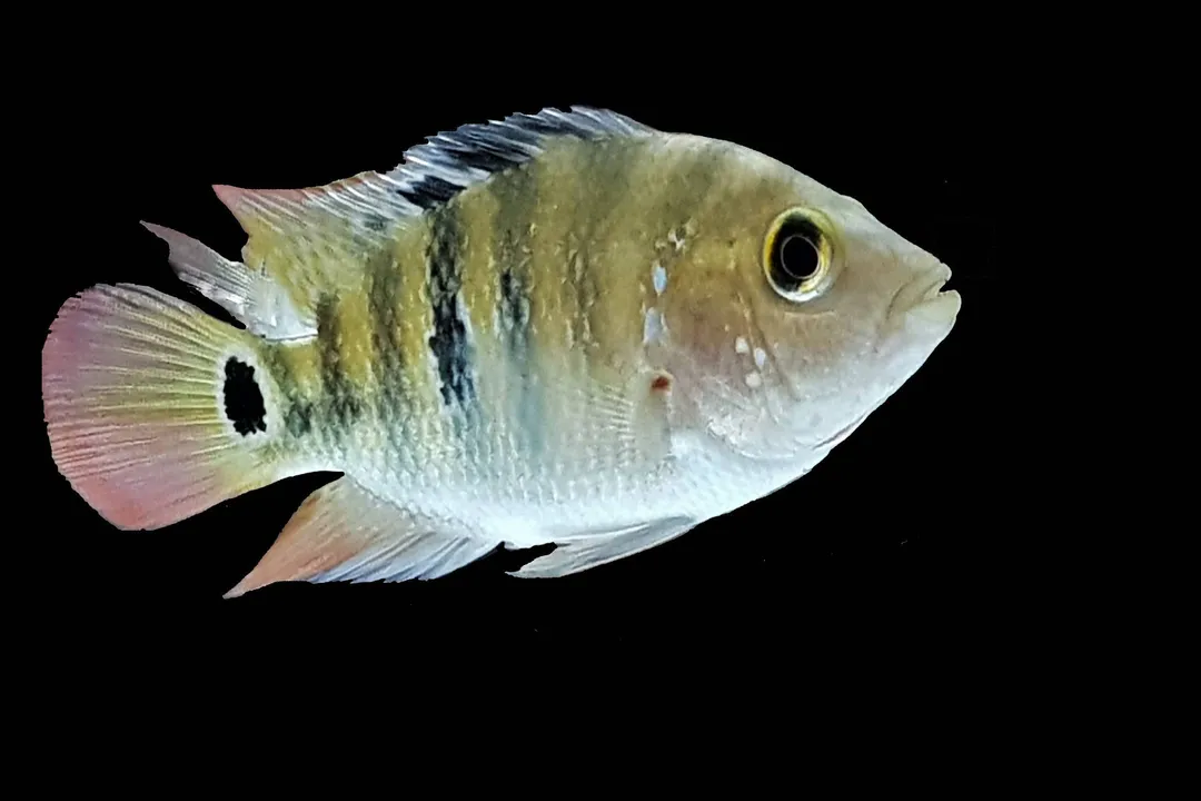 How often do Mayan cichlids reproduce?
