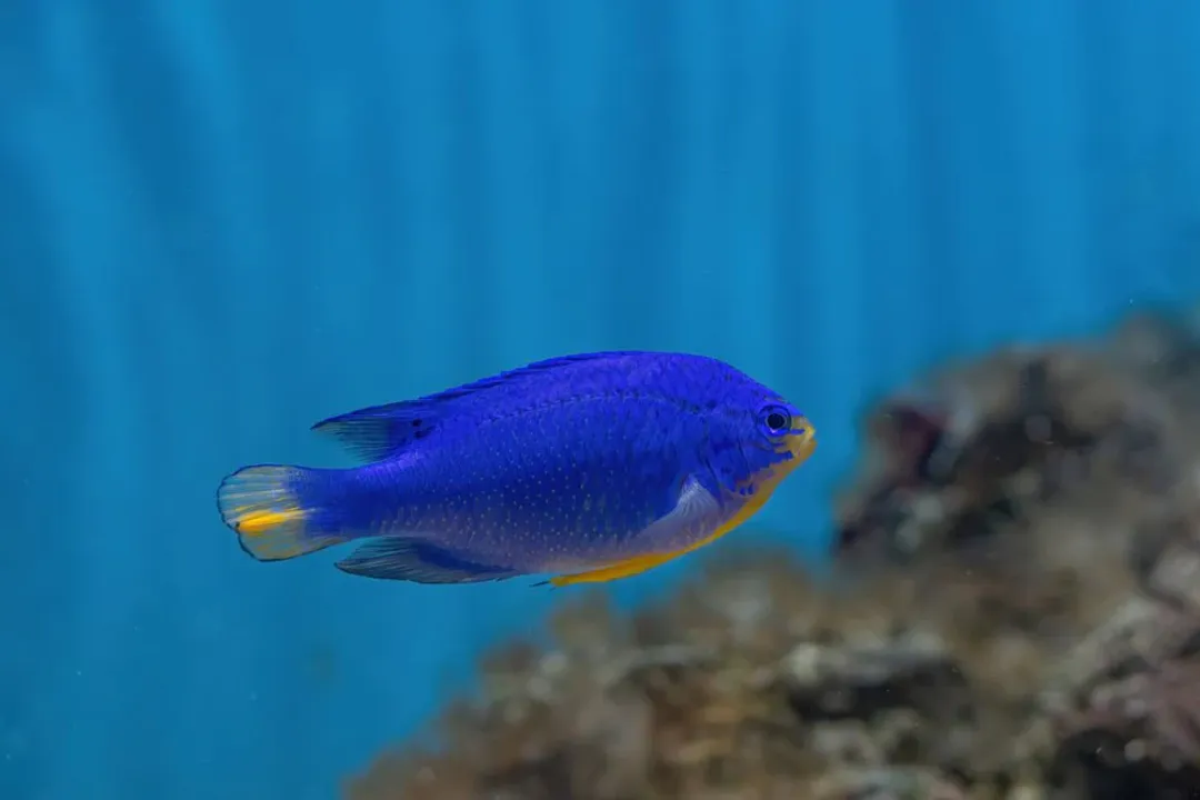 How often should I feed damselfish?, Daily Schedule