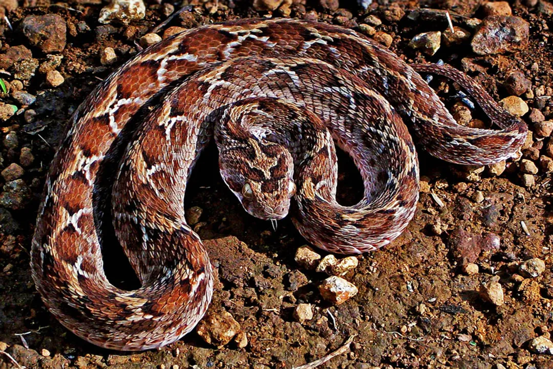 How poisonous is a carpet viper?, Venom Effects