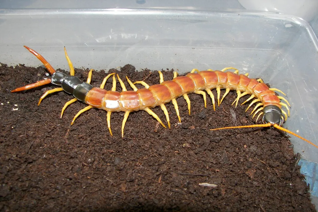 How poisonous is a giant desert centipede?, Appearance and Scale