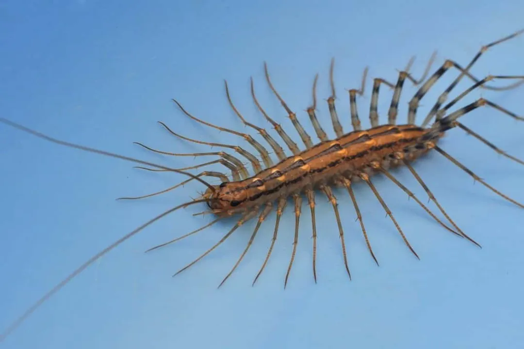 How poisonous is a giant desert centipede?