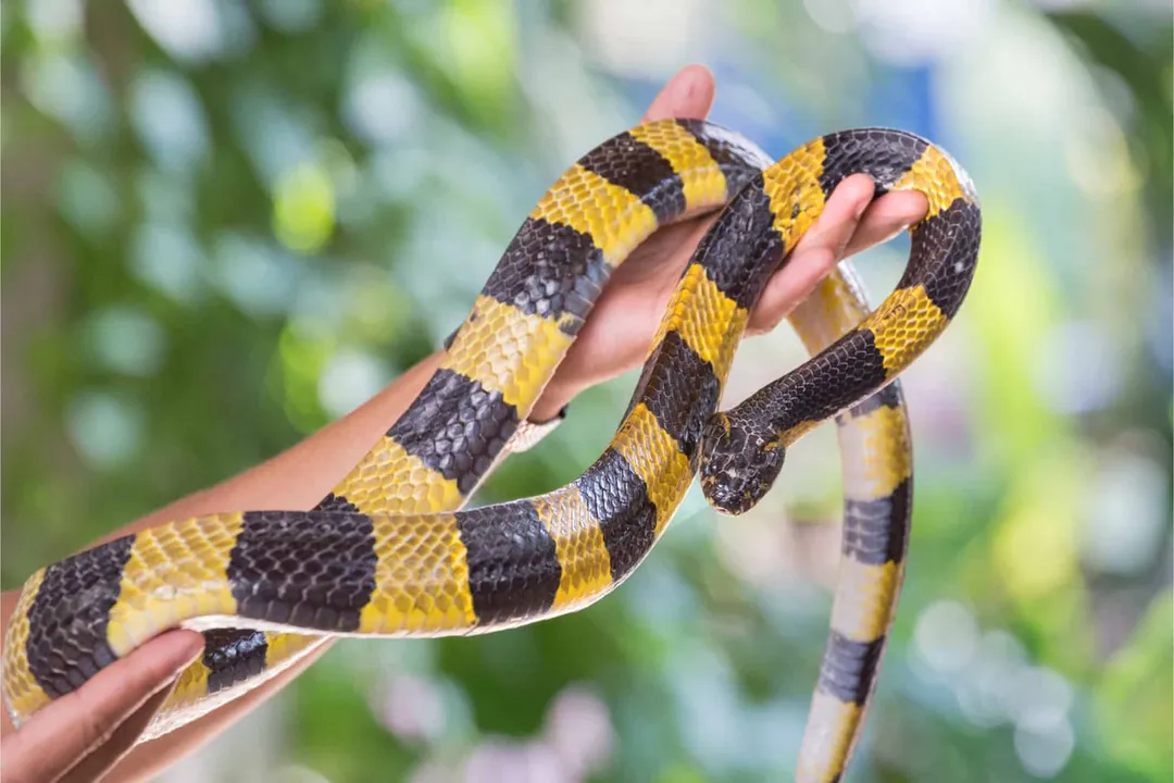 How poisonous is a krait?, Venom Potency