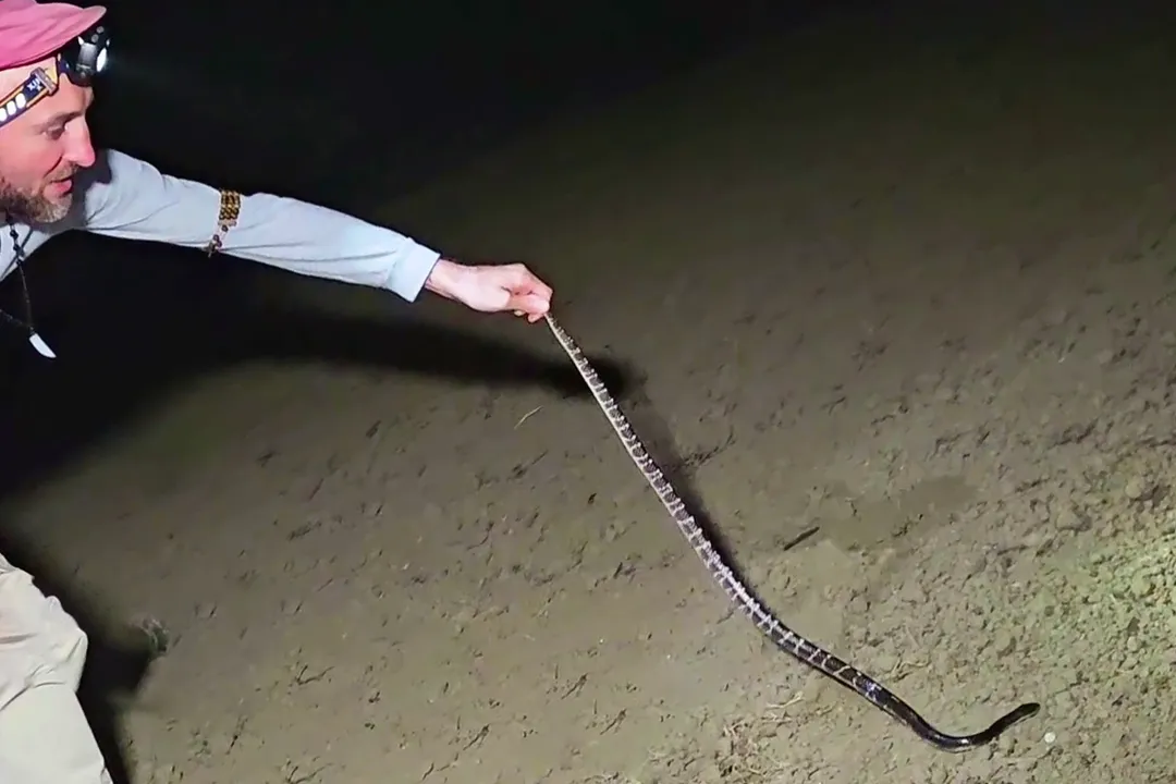 How poisonous is a krait?, Species Diversity