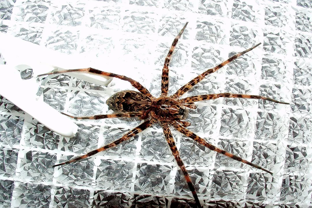 How poisonous is the fishing spider?