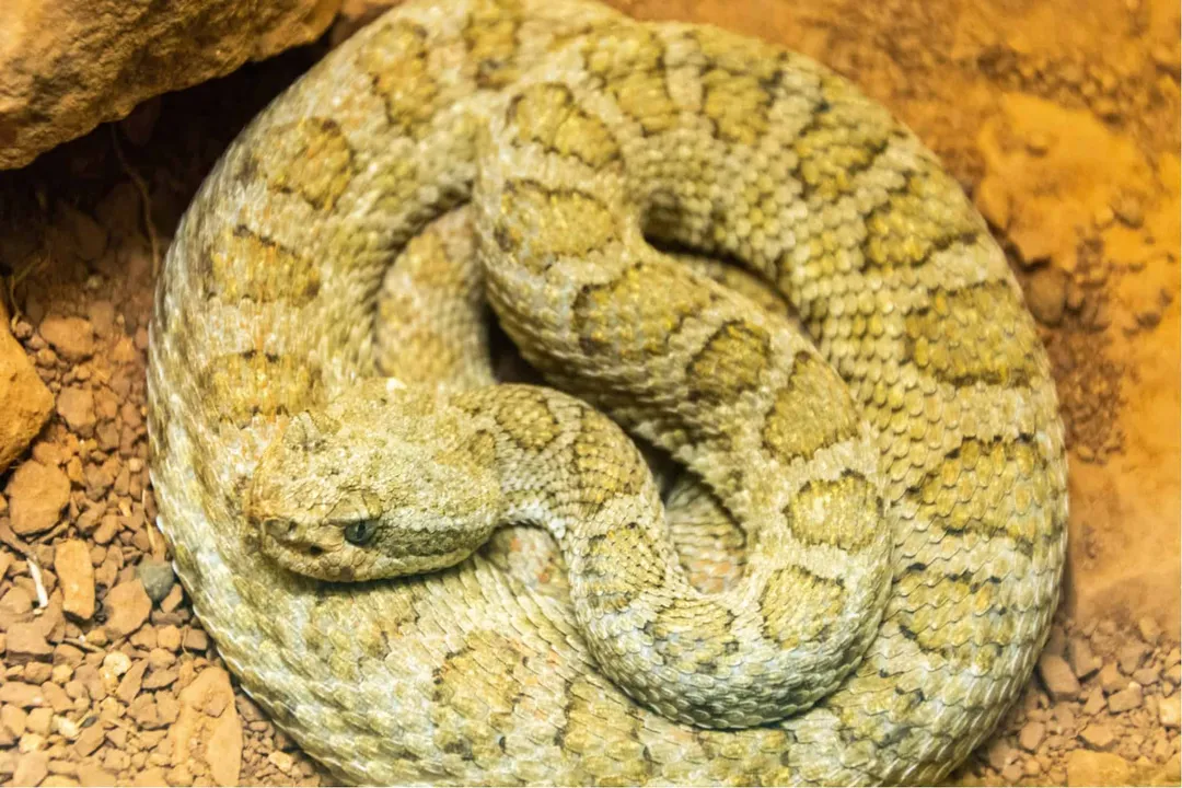 How poisonous is the midget faded rattlesnake?, Habitat Rarity