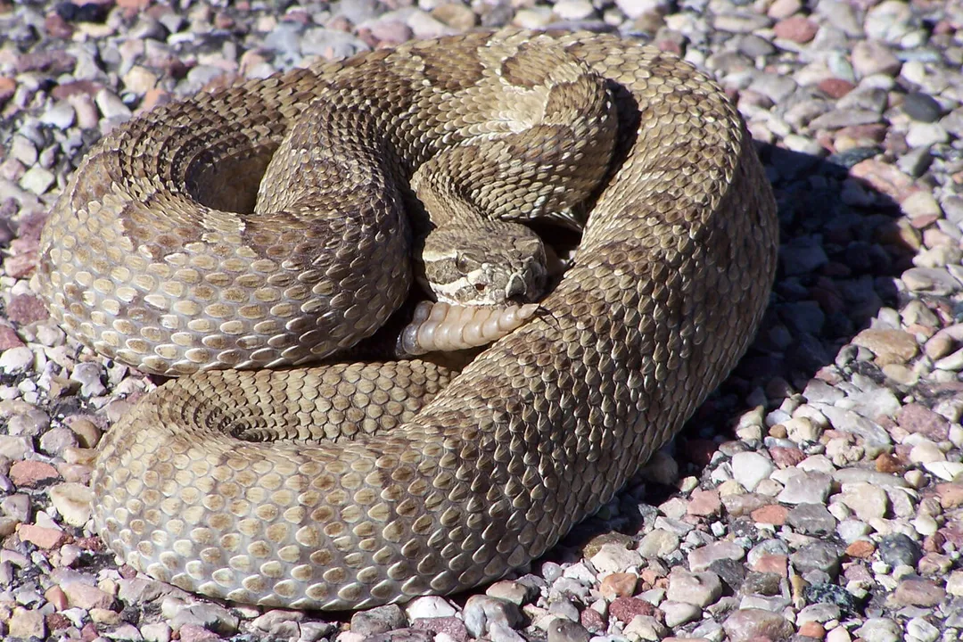 How poisonous is the midget faded rattlesnake?