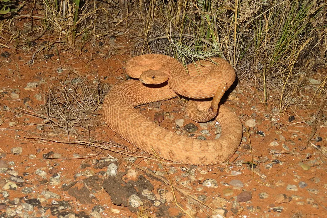 How poisonous is the midget faded rattlesnake?, Identifying Features