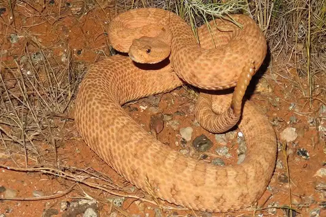 How poisonous is the midget faded rattlesnake?, Potency Profile