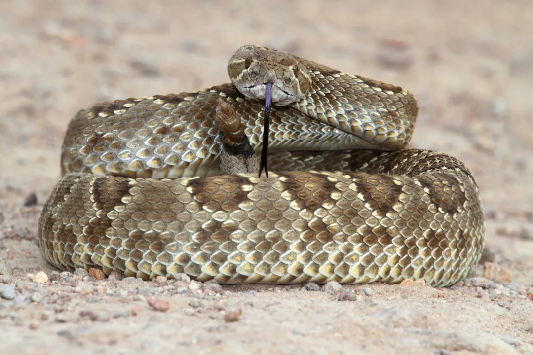 How poisonous is the northern Pacific rattlesnake?, Toxicity Profile