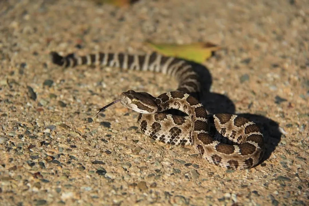 How poisonous is the northern Pacific rattlesnake?