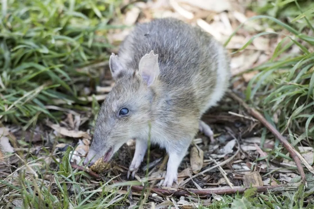 How rare are bandicoots?, Marsupial Traits