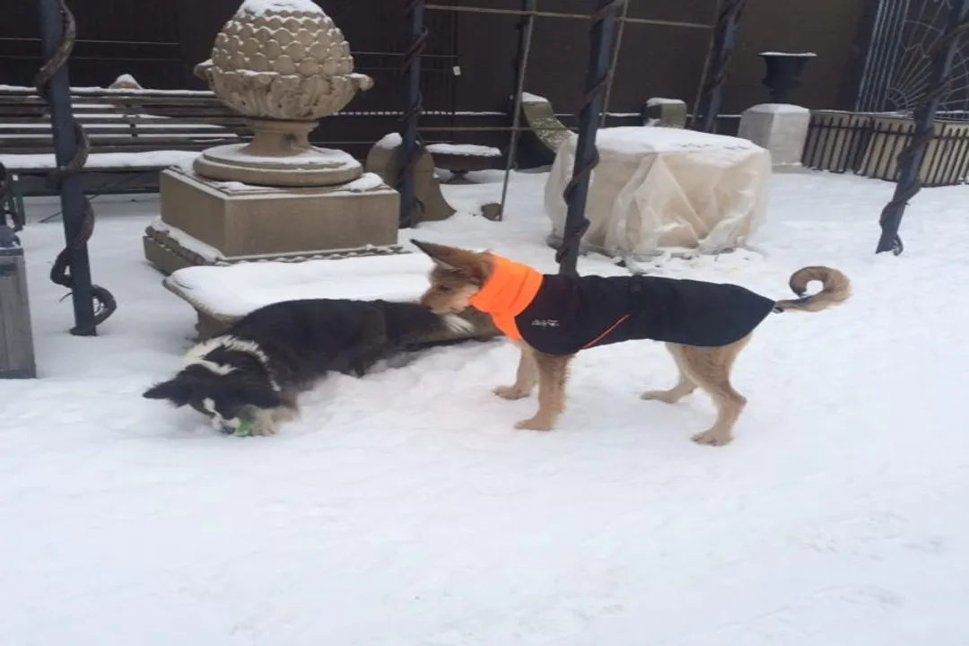 How rare are Berger Picards?, Club Recognition