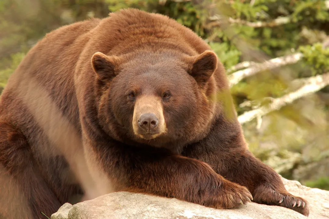 How rare are cinnamon bears?, Genetic Basis