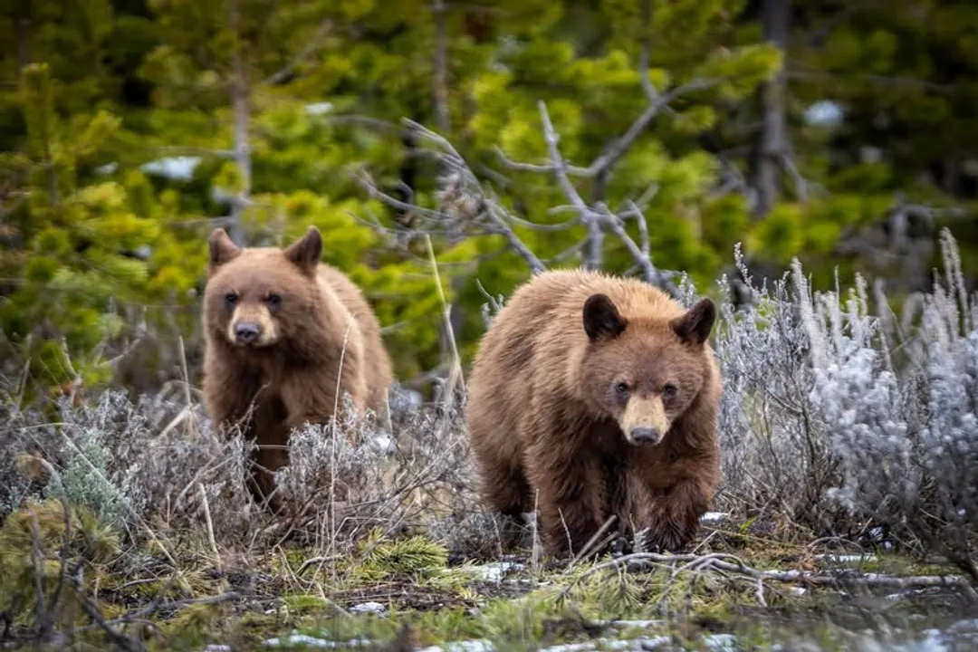 How rare are cinnamon bears?, Color Phase Identity