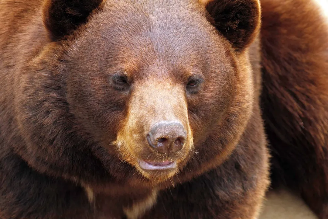 How rare are cinnamon bears?