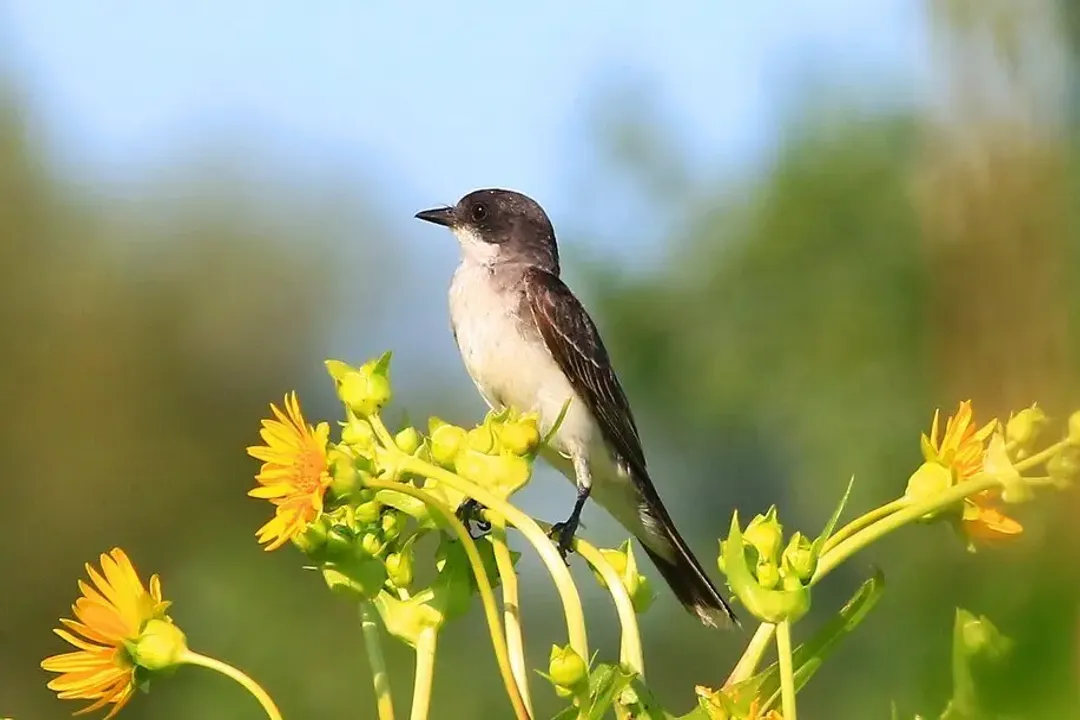 How rare are eastern kingbirds?, Local Versus Continental Abundance