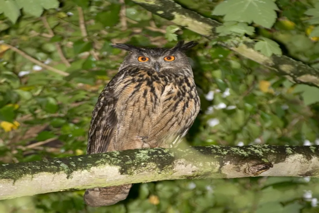 How rare are Eurasian eagle owls?