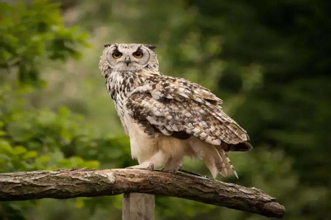 How rare are Eurasian eagle owls?, Global Spread