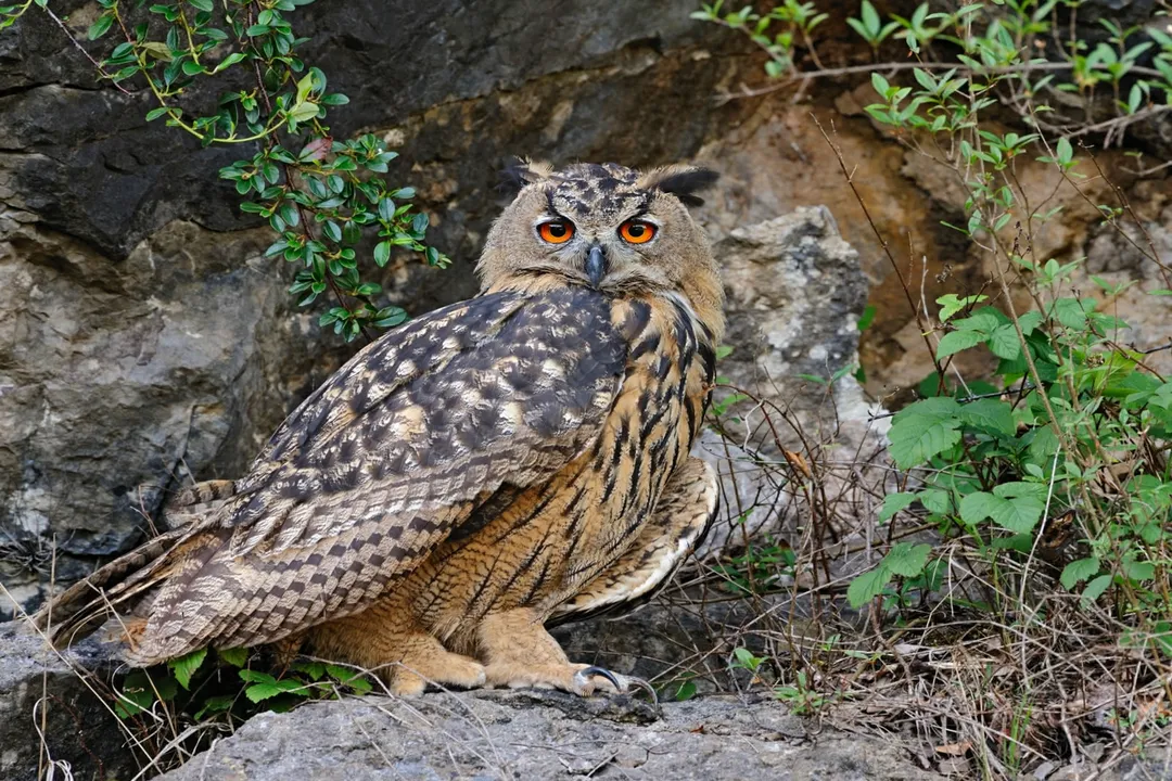 How rare are Eurasian eagle owls?, Local Density