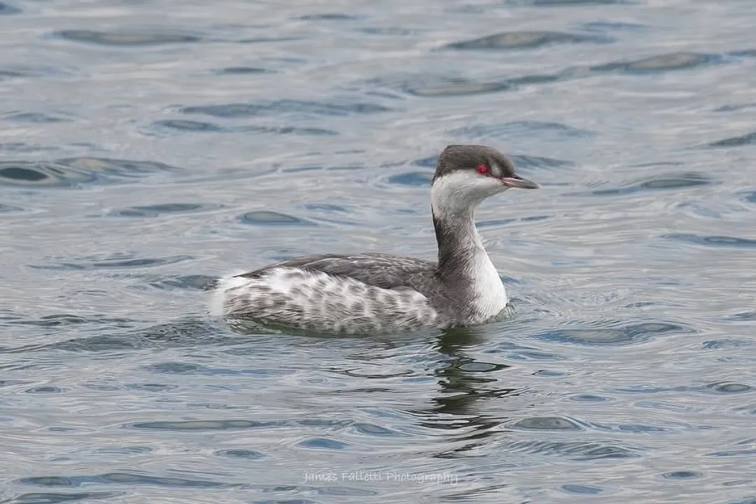 How rare are horned grebes?