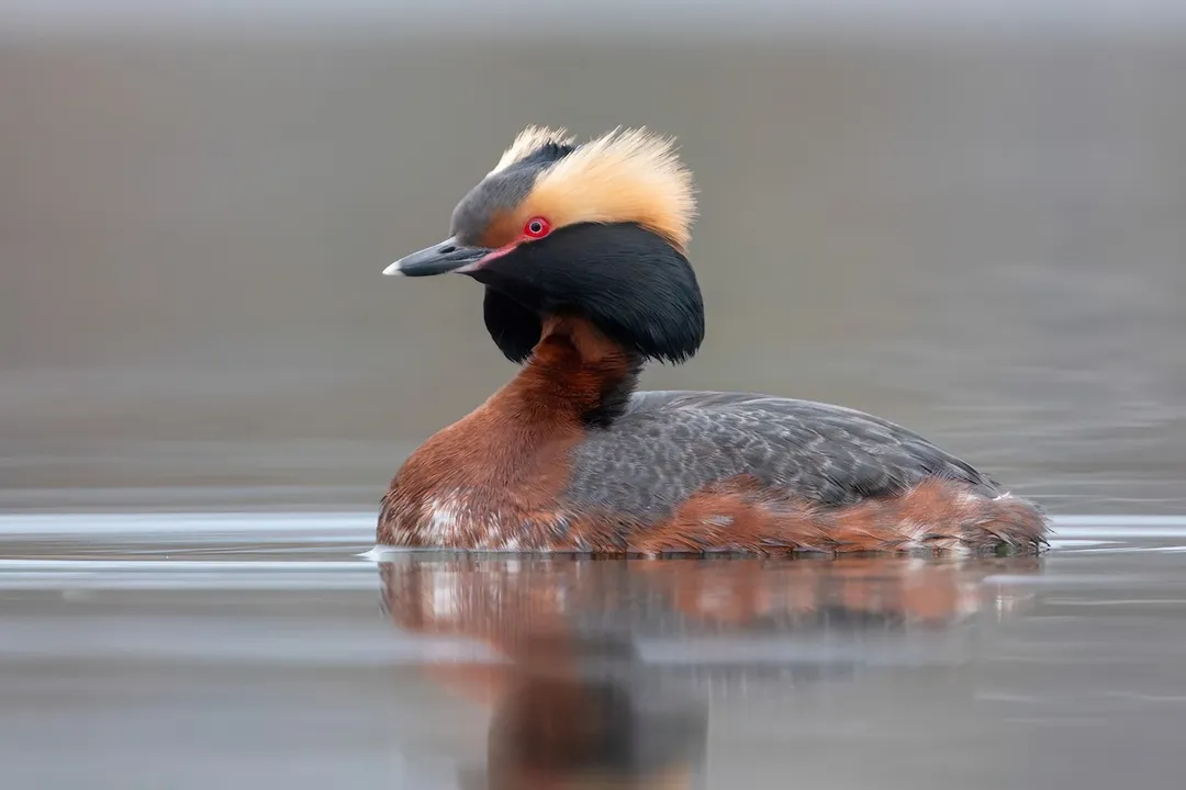 How rare are horned grebes?, Plumage Contrast