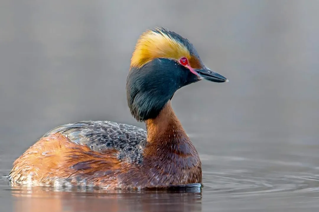 How rare are horned grebes?, Seasonal Sightings
