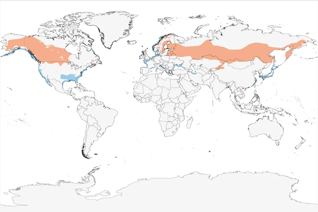 How rare are horned grebes?, Range Dynamics