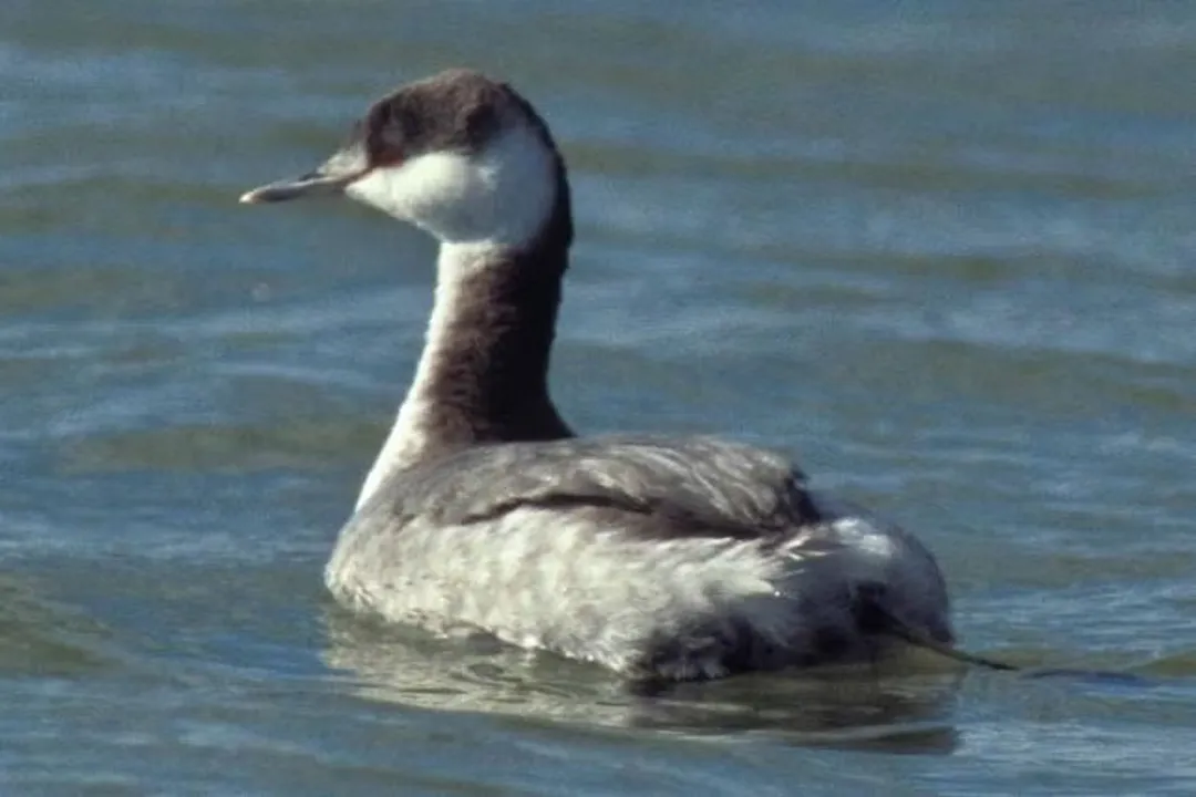 How rare are horned grebes?, Population Assessment