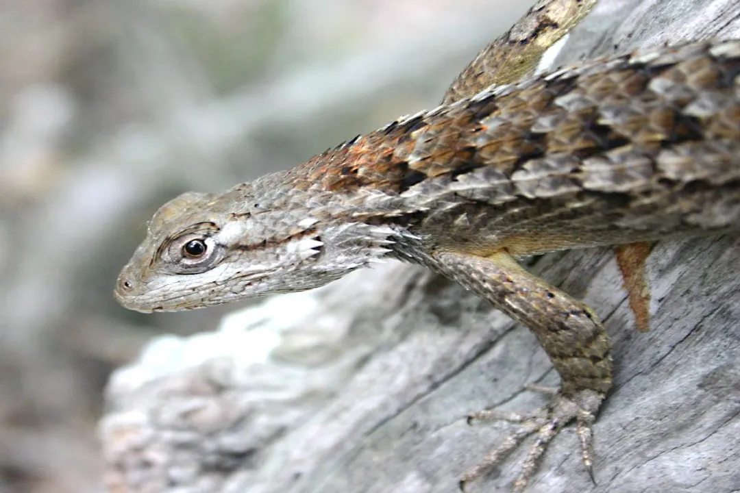 How rare are Texas spiny lizards?, Geographic Spread