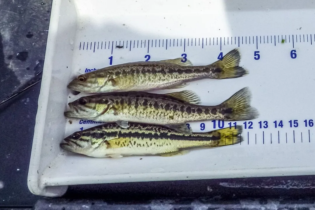 How rare is a black bass?, History of Scarcity