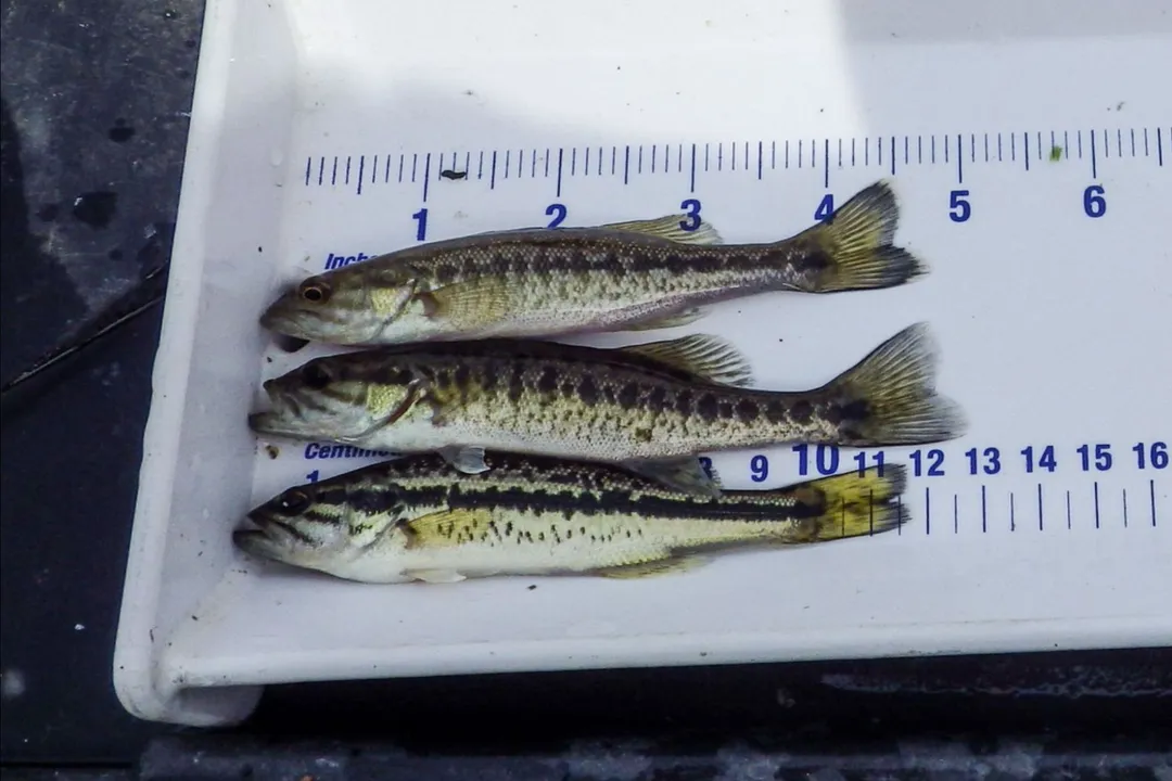 How rare is a black bass?, Identifying True Rarity