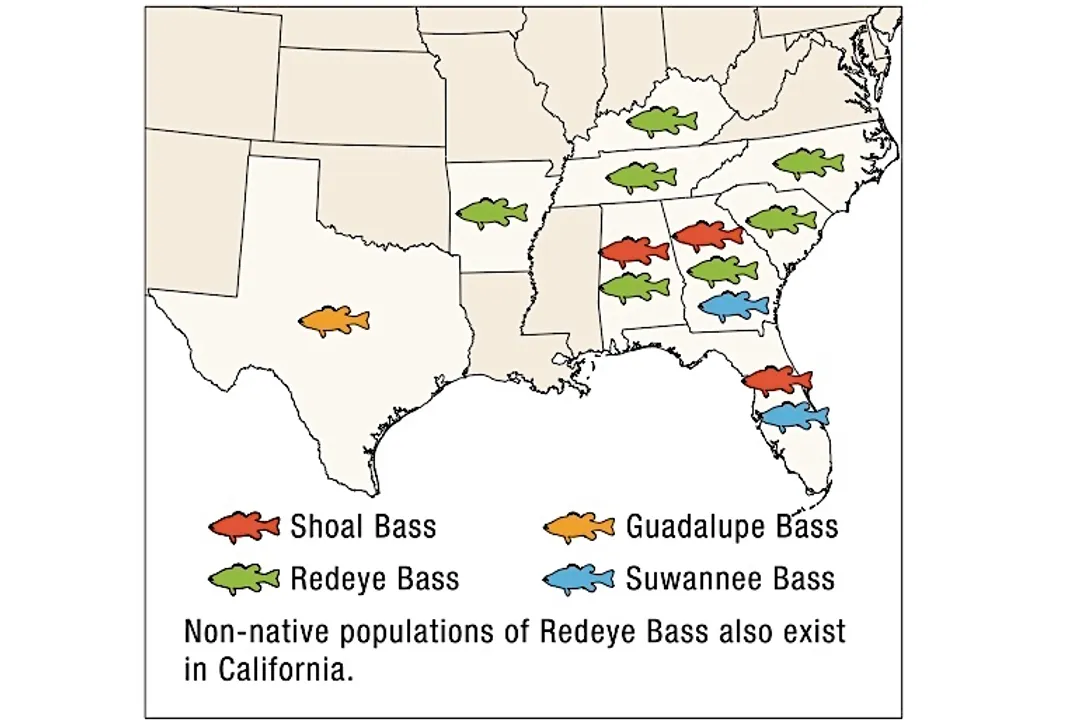 How rare is a black bass?
