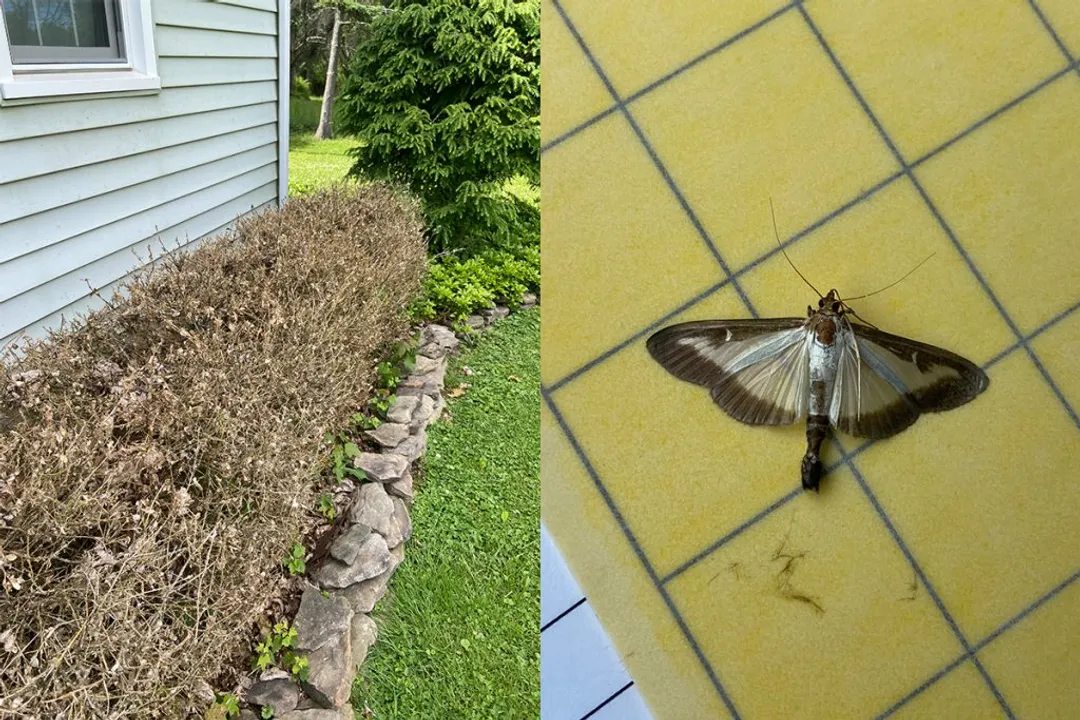 How rare is a box tree moth?, North American Establishment