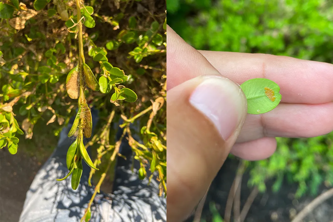 How rare is a box tree moth?