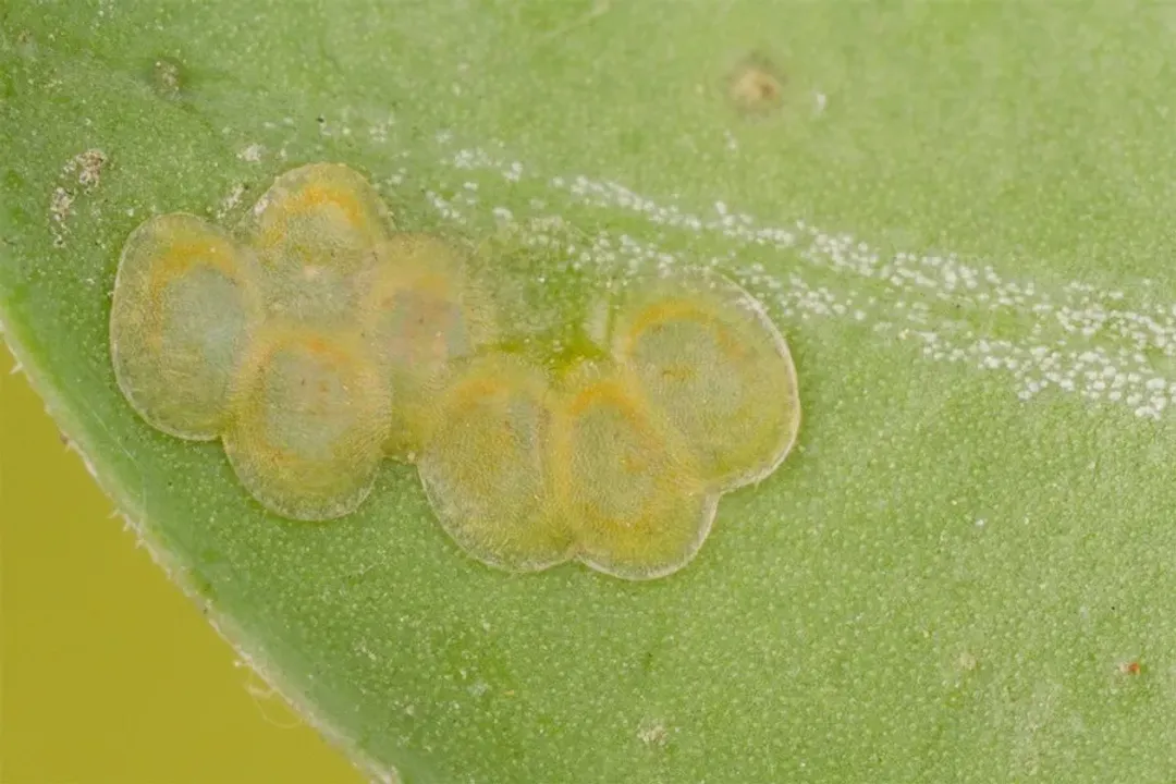 How rare is a box tree moth?, European Invasion History