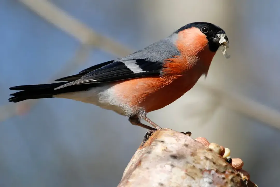 How rare is a Bullfinch?, Geographic Status