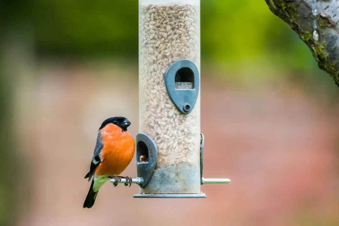 How rare is a Bullfinch?