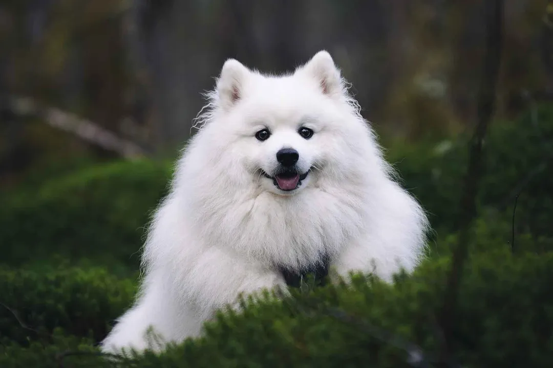 How rare is a Japanese Spitz?, Acquisition Challenges