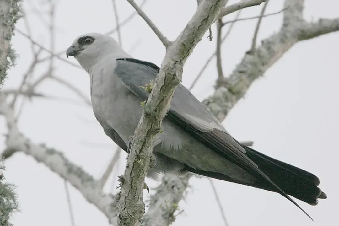 How rare is a Mississippi kite?, Breeding Behavior