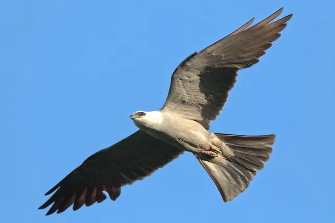 How rare is a Mississippi kite?, Population Status