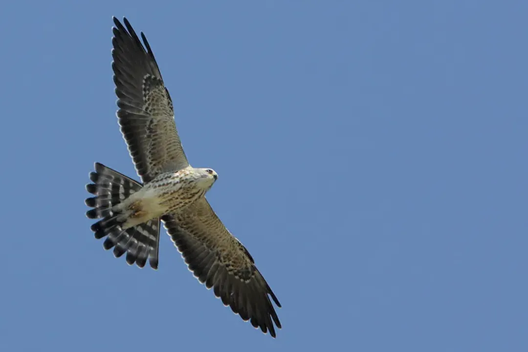 How rare is a Mississippi kite?, Appearance Details