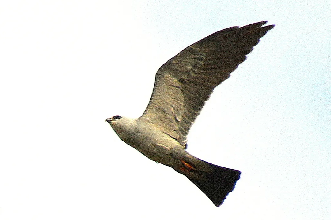 How rare is a Mississippi kite?