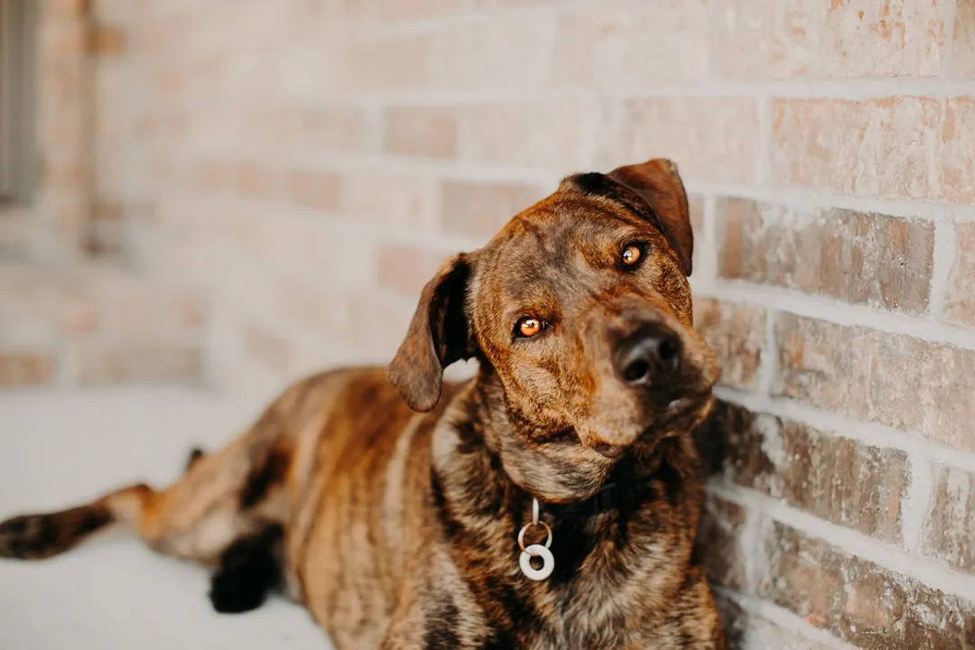 How rare is a Mountain Cur?, Regional Presence