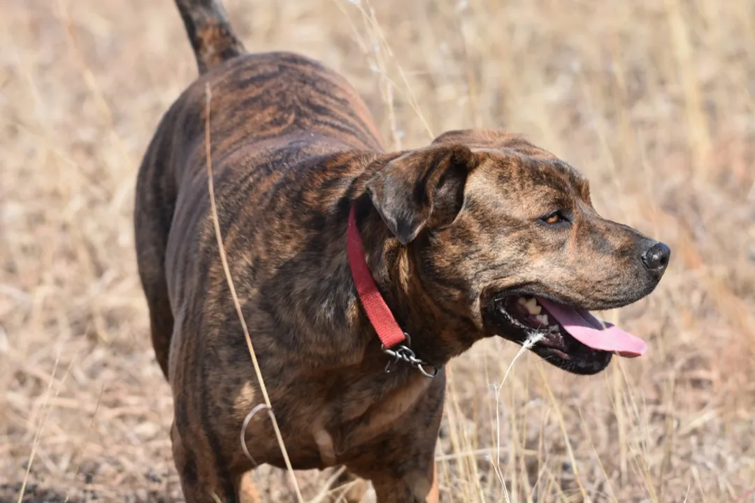 How rare is a Mountain Cur?
