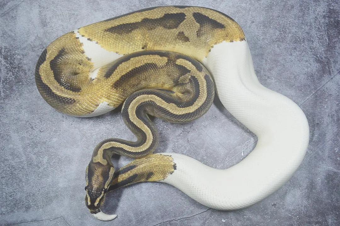 How rare is a piebald ball python?, Breeding Calculations