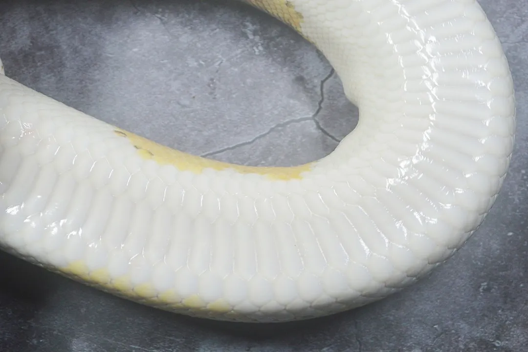 How rare is a piebald ball python?, Recessive Inheritance