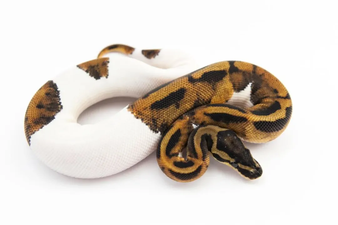 How rare is a piebald ball python?