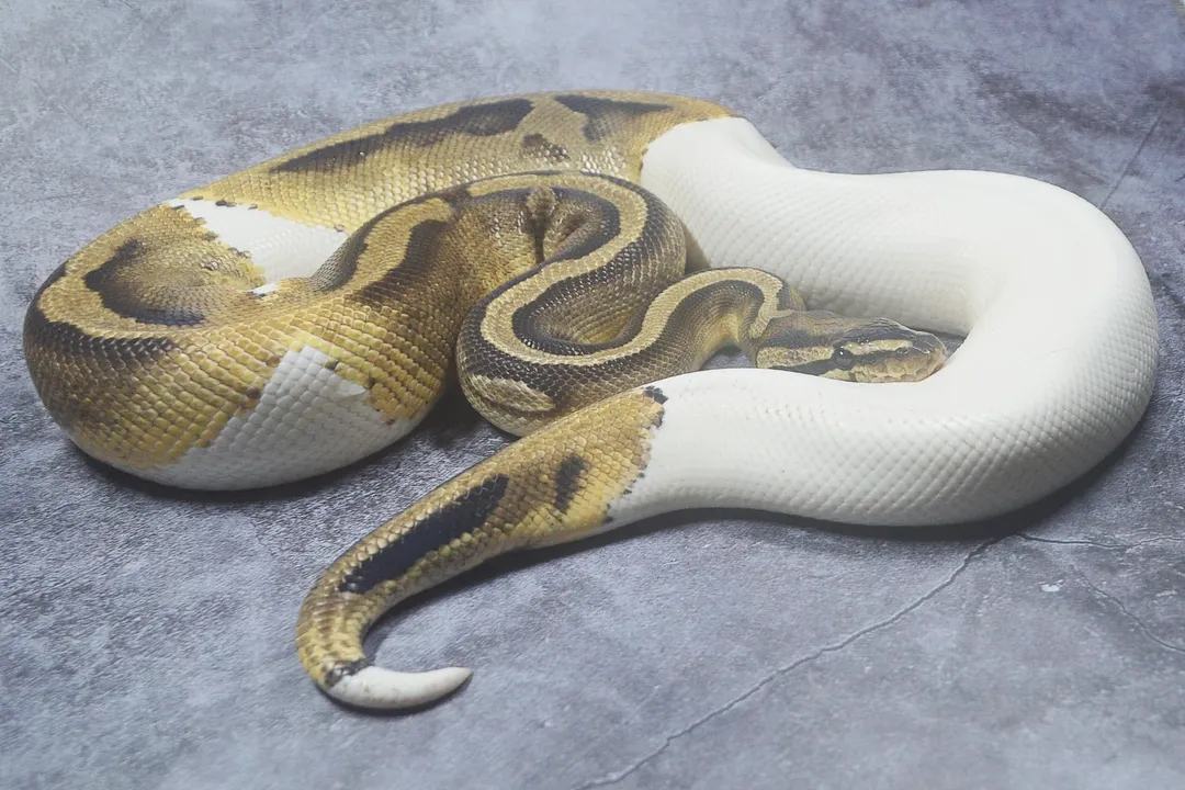 How rare is a piebald ball python?, Visual Range