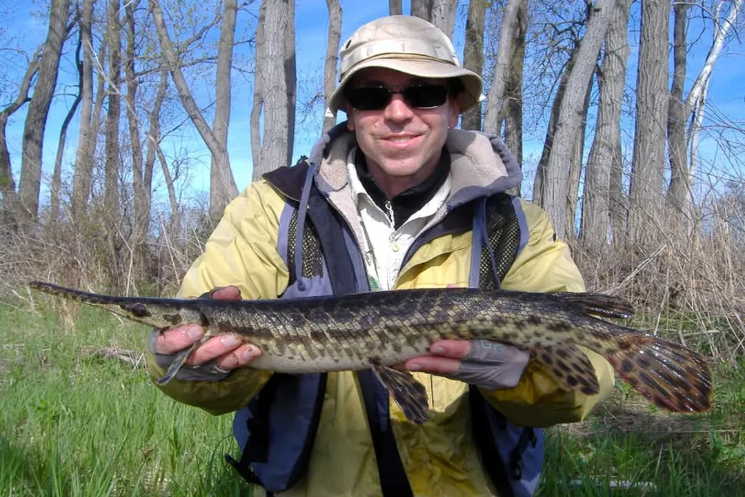 How rare is a spotted gar?, Ecological Niche